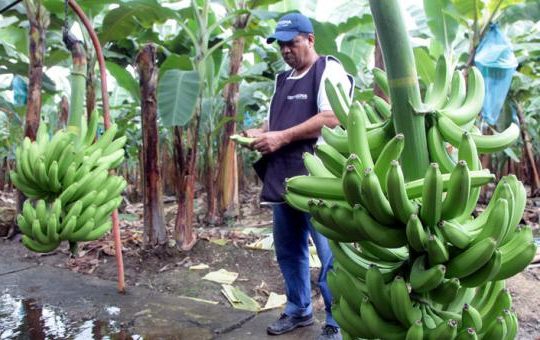 El cierre de Rusia acumula $ 30,8 millones de pérdidas para el banano local.