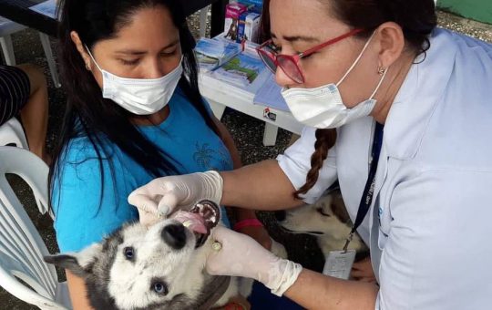 Horarios y lugares donde estarán las brigadas veterinarias en Guayaquil.