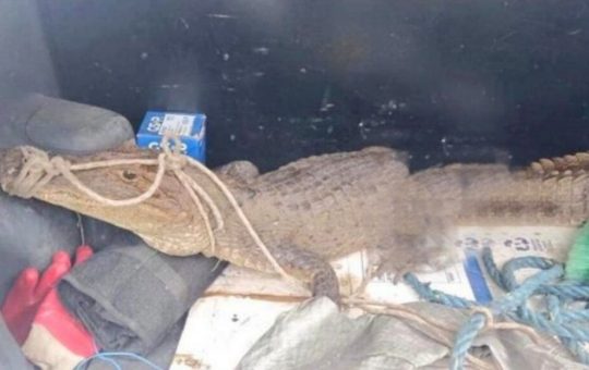 Un lagarto vivo fue hallado en una celda de la cárcel de Santo Domingo.