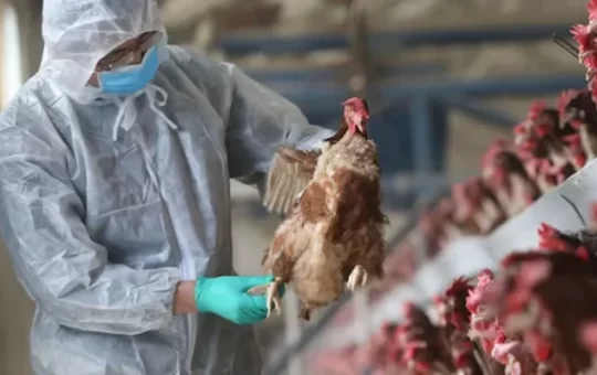 80 aves fueron sacrificadas en Cuenca por influenza aviar