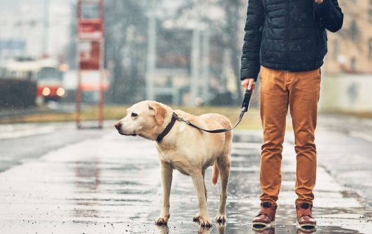 Superan a sus antepasados los perros modernos ​​en volumen cerebral