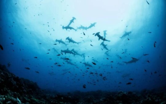 La gestión del Fondo inicia para la conservación de las Islas Galápagos