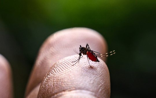 México confirma la primera muerte por un brote de dengue en el estado de Tabasco