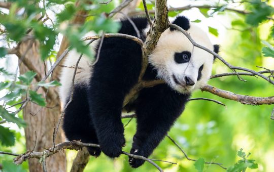 Todos los pandas de los zoológicos de EE.UU. son recuperados por China tras 50 años de cría