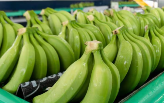 Rusia levantó el veto a exportaciones de cinco empresas bananeras de Ecuador