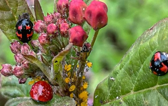 Coloridas y diminutas, así son las nueve especies de mariquitas descubiertas en Galápagos