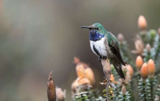 USD 1 millón para salvar al colibrí de garganta azul en Ecuador