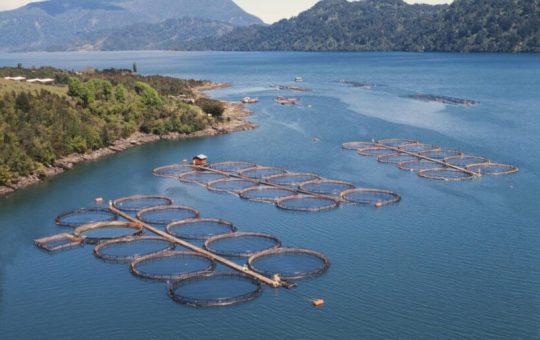 Principal medio radial estadounidense expone los impactos de la industria del salmón en Chile