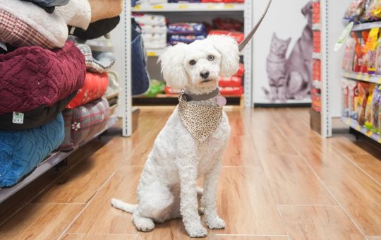 Quito: nuevo local con una extensa variedad de artículos para mascotas.