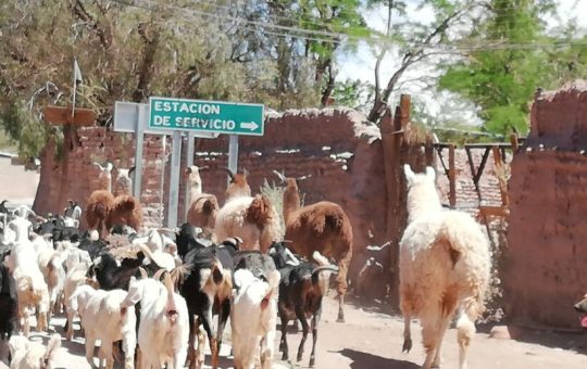 Humanismo universalista y derechos animales