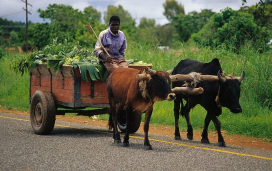 África en cifras, heridas y cicatrices (3) – Malawi, el corazón pobre del África austral