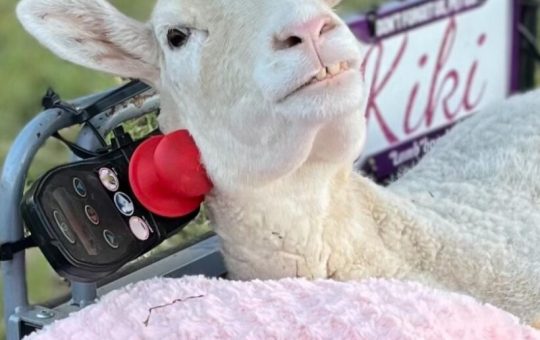 La oveja en silla de ruedas: ¿un cyborg?