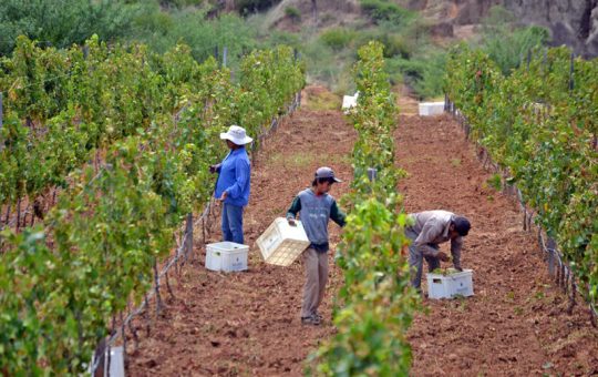 Derechos campesinos y políticas agroalimentarias