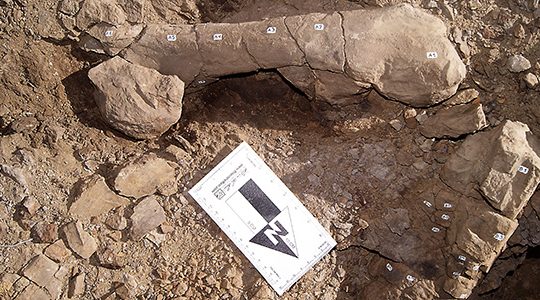 Científicos chilenos comprueban tránsito de dinosaurios y plantas entre Patagonia y Antártica