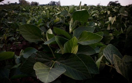 A 30 años de la primera soja transgénica: un experimento masivo a cielo abierto