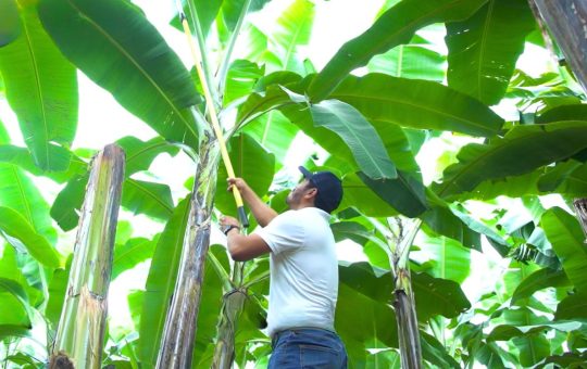 Innovación biológica y sostenibilidad marcan el futuro del agro en América Latina
