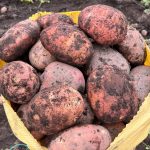 Ecuador: donde cada papa cuenta una historia de origen, esfuerzo y futuro