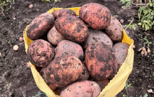 Ecuador: donde cada papa cuenta una historia de origen, esfuerzo y futuro
